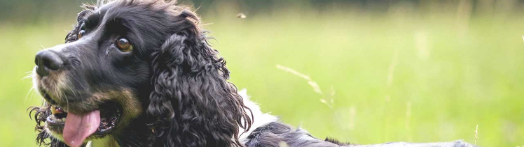 Illustration de l'article : 12 races de chiens populaires et leurs prédispositions aux maladies